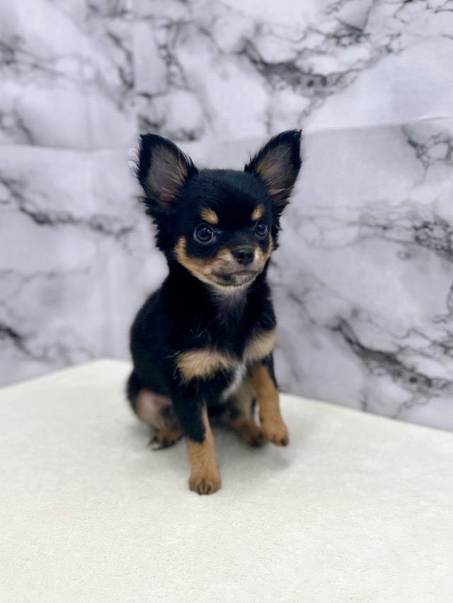 神奈川県のチワワ(ロング) (かねだい東戸塚店/2025年9月27日生まれ/男の子/ブラックタンホワイト)の子犬の2枚目の画像