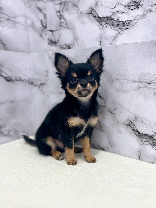 神奈川県のチワワ(ロング) (かねだい東戸塚店/2025年9月27日生まれ/男の子/ブラックタンホワイト)の子犬の3枚目の画像