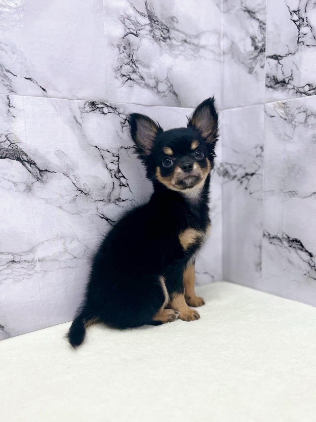 神奈川県のチワワ(ロング) (かねだい東戸塚店/2025年9月27日生まれ/男の子/ブラックタンホワイト)の子犬の4枚目の画像