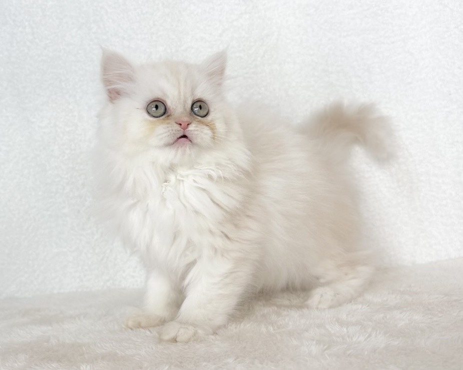 群馬県のミヌエット (かねだいペットトライアル桐生/2025年10月6日生まれ/女の子/クリームタビー)の子猫の1枚目の画像