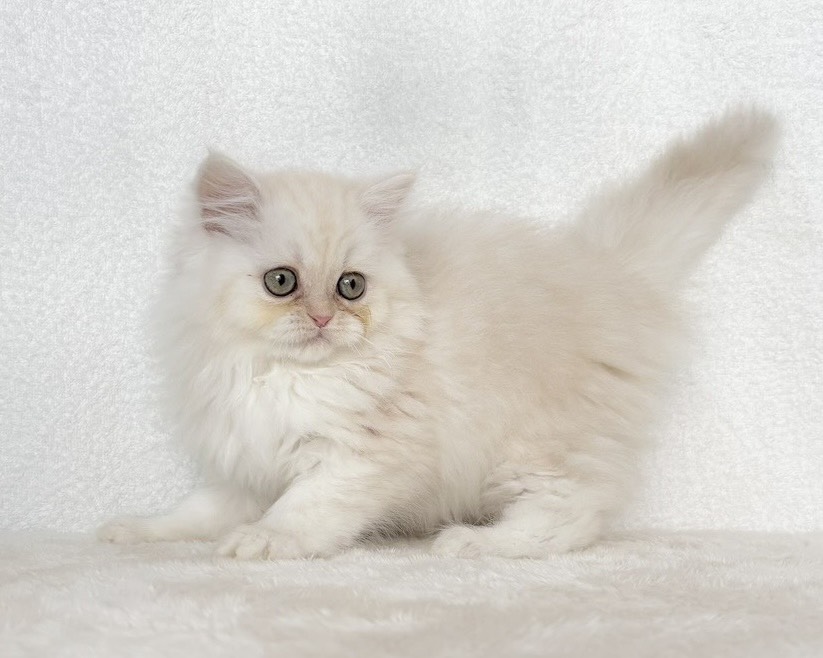 群馬県のミヌエット (かねだいペットトライアル桐生/2025年10月6日生まれ/女の子/クリームタビー)の子猫の4枚目の画像