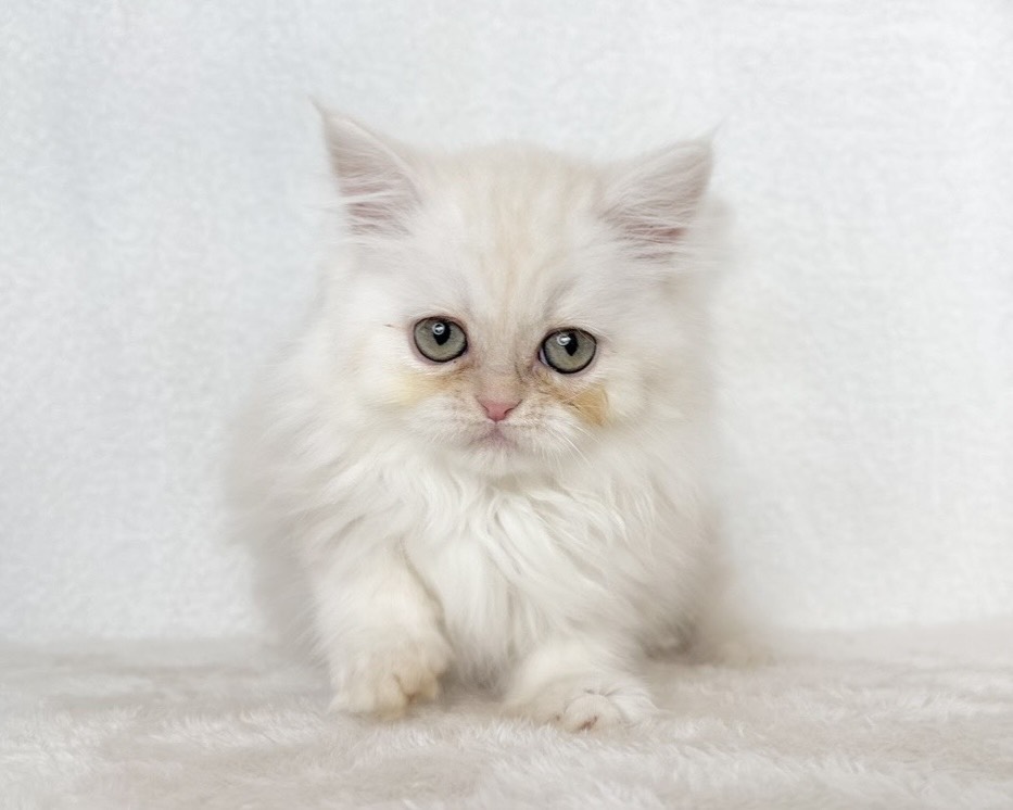 群馬県のミヌエット (かねだいペットトライアル桐生/2025年10月6日生まれ/女の子/クリームタビー)の子猫の3枚目の画像