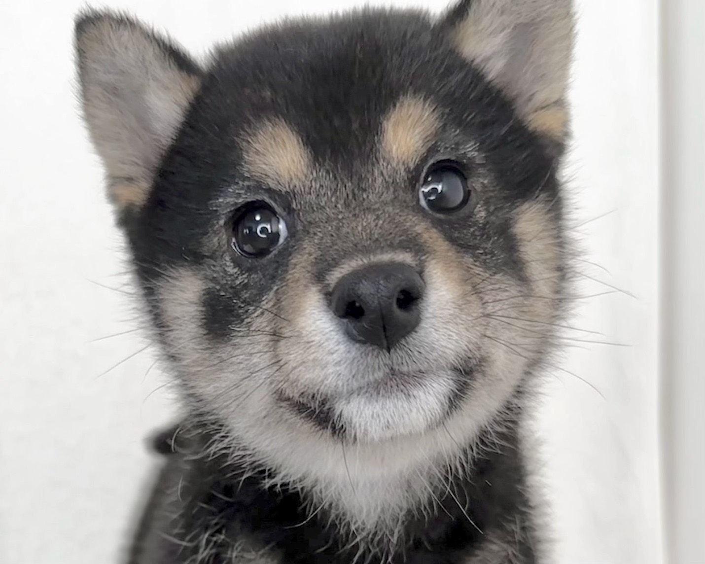 群馬県の柴犬(標準サイズ) (かねだいペットトライアル桐生/2025年9月21日生まれ/女の子/黒)の子犬の1枚目の画像