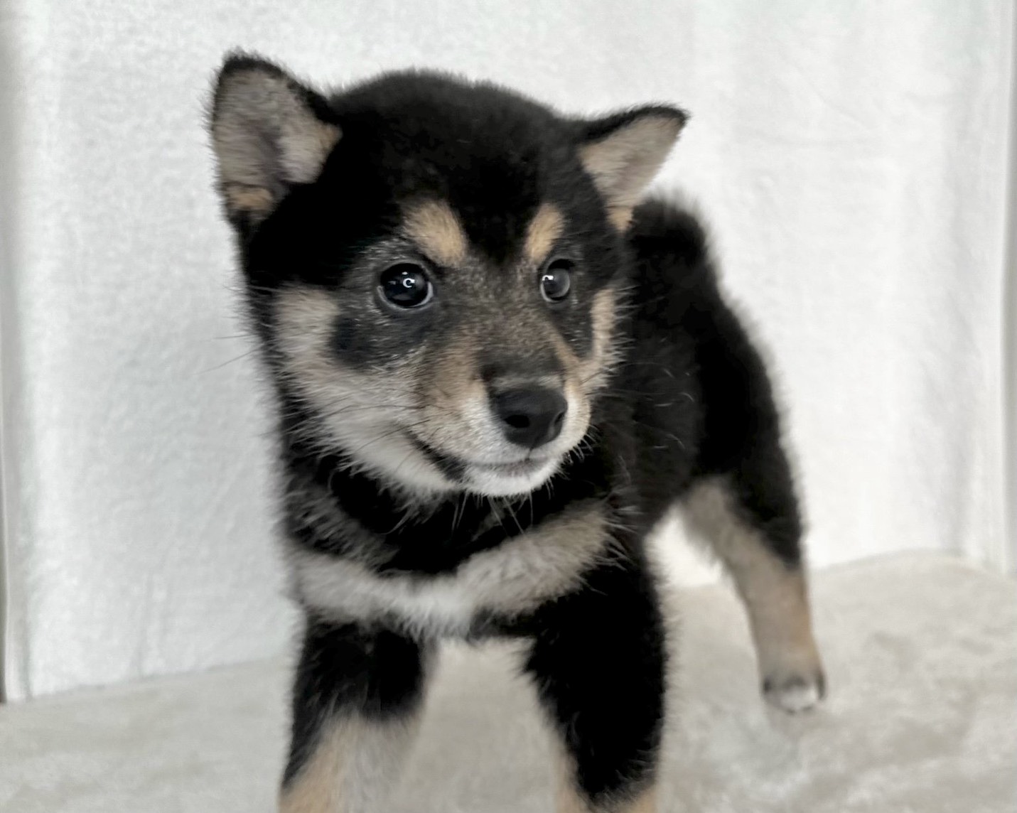 群馬県の柴犬(標準サイズ) (かねだいペットトライアル桐生/2025年9月21日生まれ/女の子/黒)の子犬の2枚目の画像