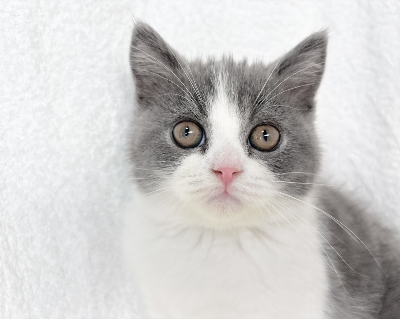 群馬県のブリティッシュショートヘアー (かねだいペットトライアル桐生/2025年10月8日生まれ/男の子/ブルーホワイト)の子猫の1枚目の画像