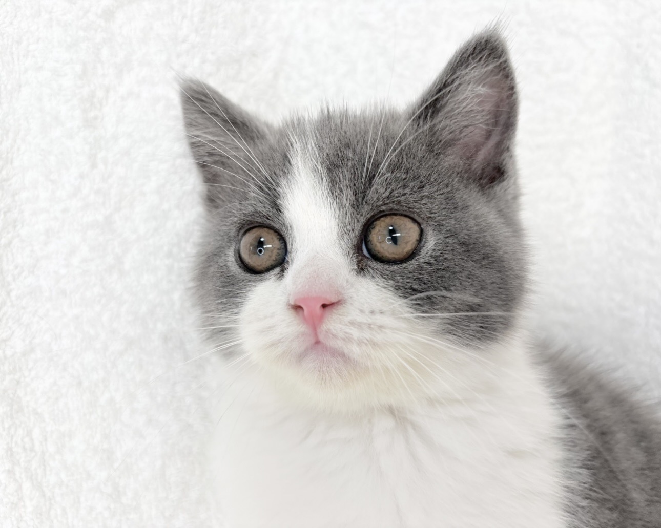 群馬県のブリティッシュショートヘアー (かねだいペットトライアル桐生/2025年10月8日生まれ/男の子/ブルーホワイト)の子猫の2枚目の画像