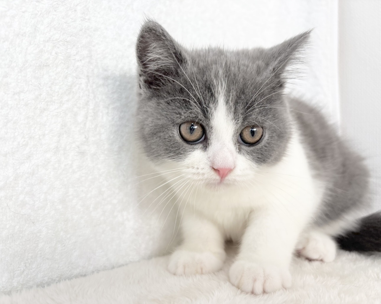 群馬県のブリティッシュショートヘアー (かねだいペットトライアル桐生/2025年10月8日生まれ/男の子/ブルーホワイト)の子猫の3枚目の画像