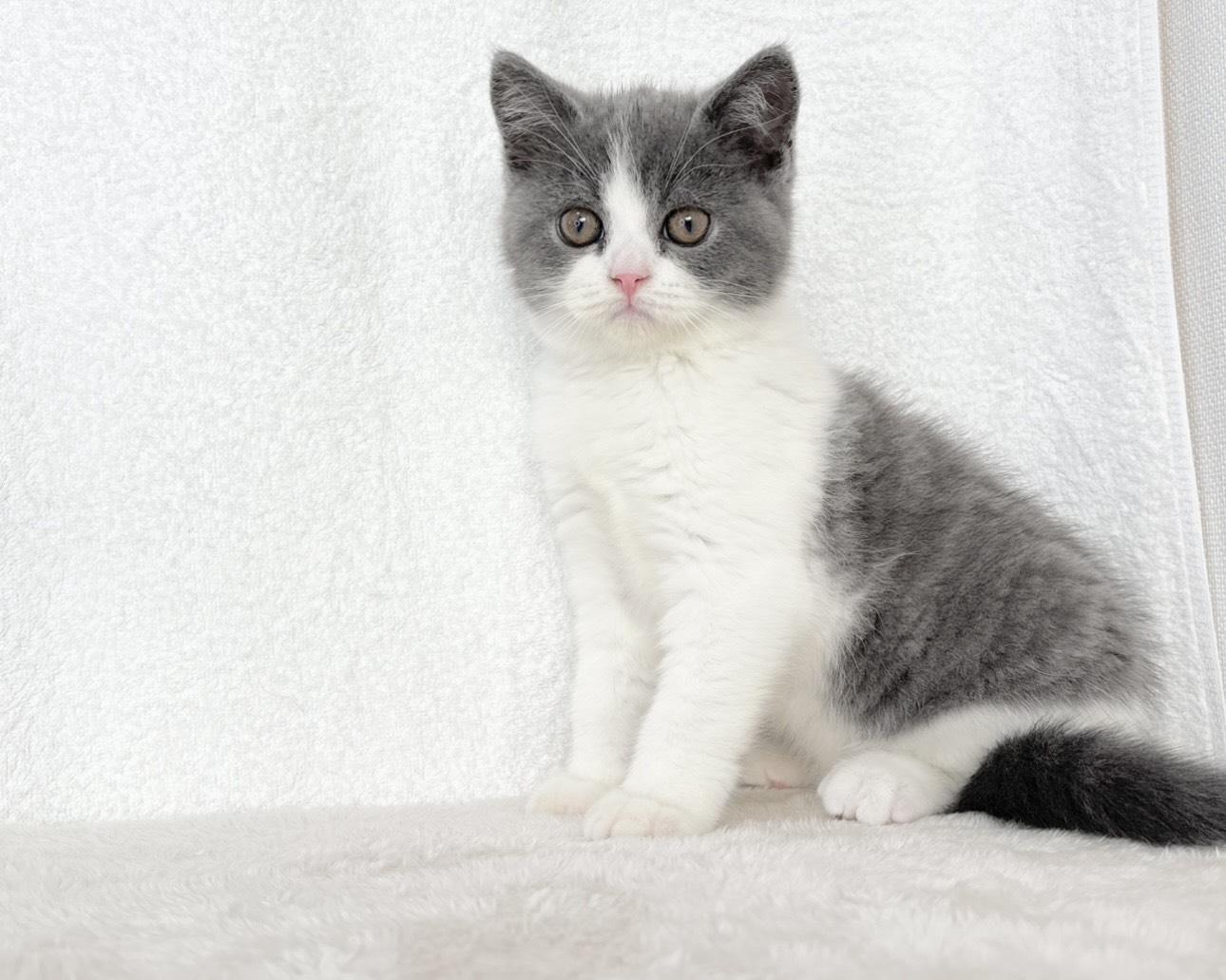群馬県のブリティッシュショートヘアー (かねだいペットトライアル桐生/2025年10月8日生まれ/男の子/ブルーホワイト)の子猫の4枚目の画像