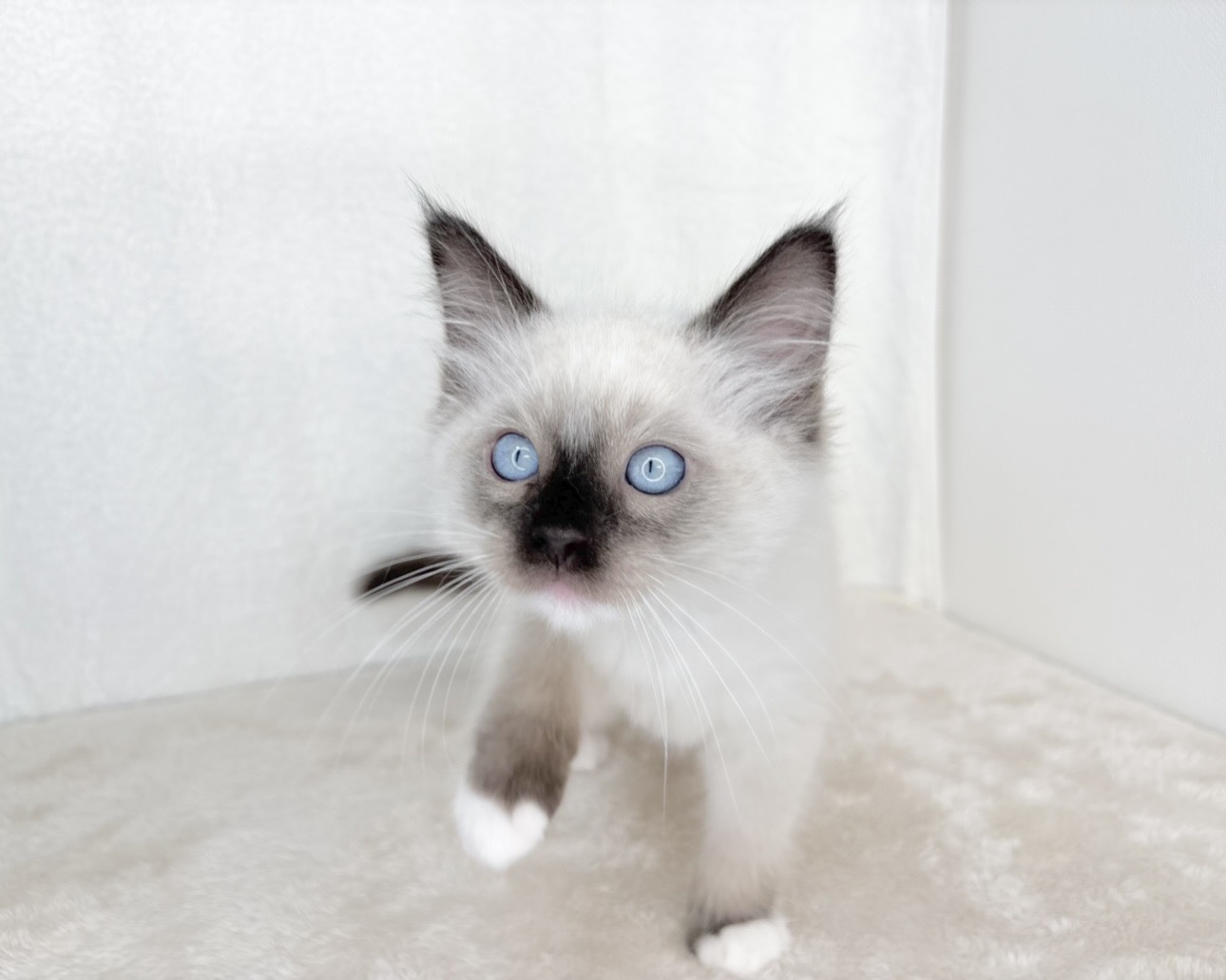 群馬県のラグドール (かねだいペットトライアル桐生/2025年9月30日生まれ/男の子/シールポイントミテッド)の子猫の3枚目の画像