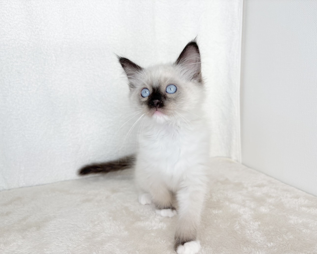 群馬県のラグドール (かねだいペットトライアル桐生/2025年9月30日生まれ/男の子/シールポイントミテッド)の子猫の2枚目の画像