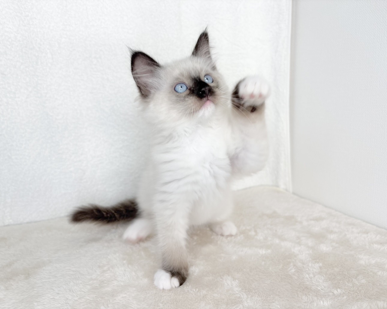 群馬県のラグドール (かねだいペットトライアル桐生/2025年9月30日生まれ/男の子/シールポイントミテッド)の子猫の1枚目の画像