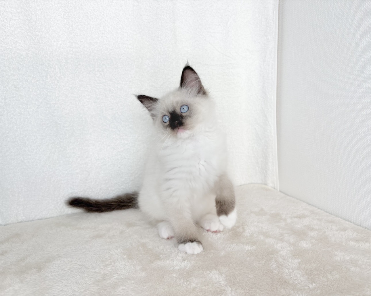 群馬県のラグドール (かねだいペットトライアル桐生/2025年9月30日生まれ/男の子/シールポイントミテッド)の子猫の4枚目の画像