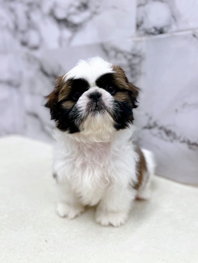 神奈川県のシーズー (かねだい東戸塚店/2025年9月26日生まれ/男の子/ゴールドホワイト)の子犬の1枚目の画像