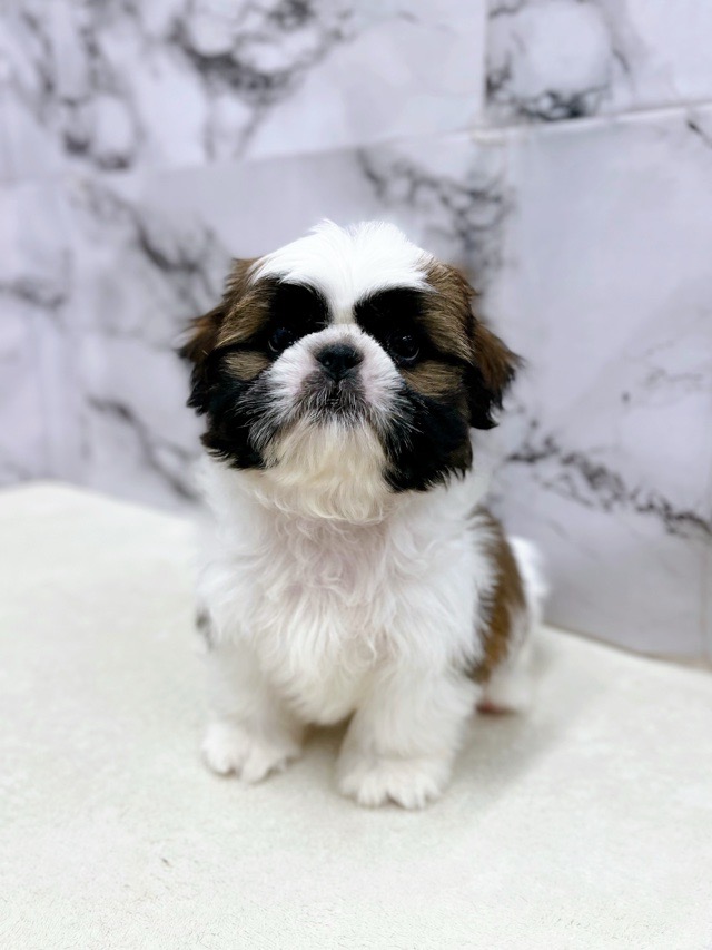 神奈川県のシーズー (かねだい東戸塚店/2025年9月26日生まれ/男の子/ゴールドホワイト)の子犬の2枚目の画像