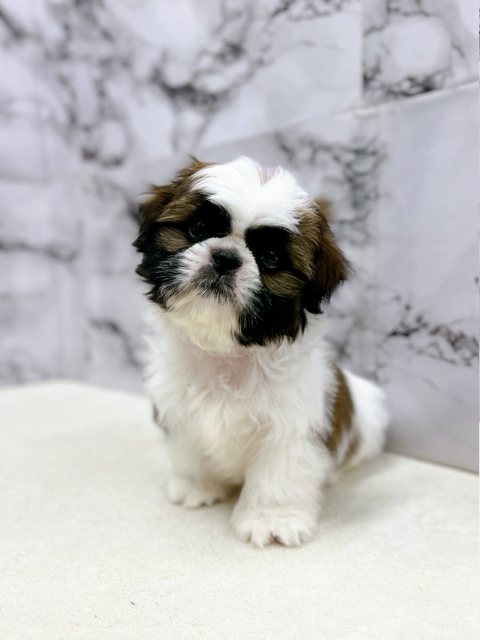 神奈川県のシーズー (かねだい東戸塚店/2025年9月26日生まれ/男の子/ゴールドホワイト)の子犬の3枚目の画像