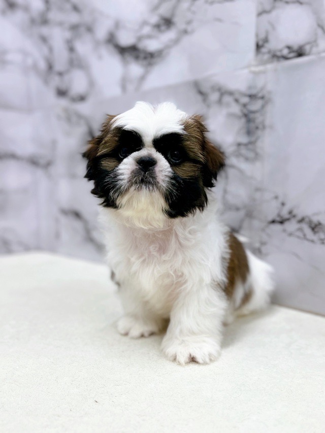 神奈川県のシーズー (かねだい東戸塚店/2025年9月26日生まれ/男の子/ゴールドホワイト)の子犬の4枚目の画像