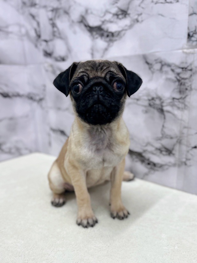 神奈川県のパグ (かねだい東戸塚店/2025年9月6日生まれ/女の子/フォーン)の子犬の1枚目の画像