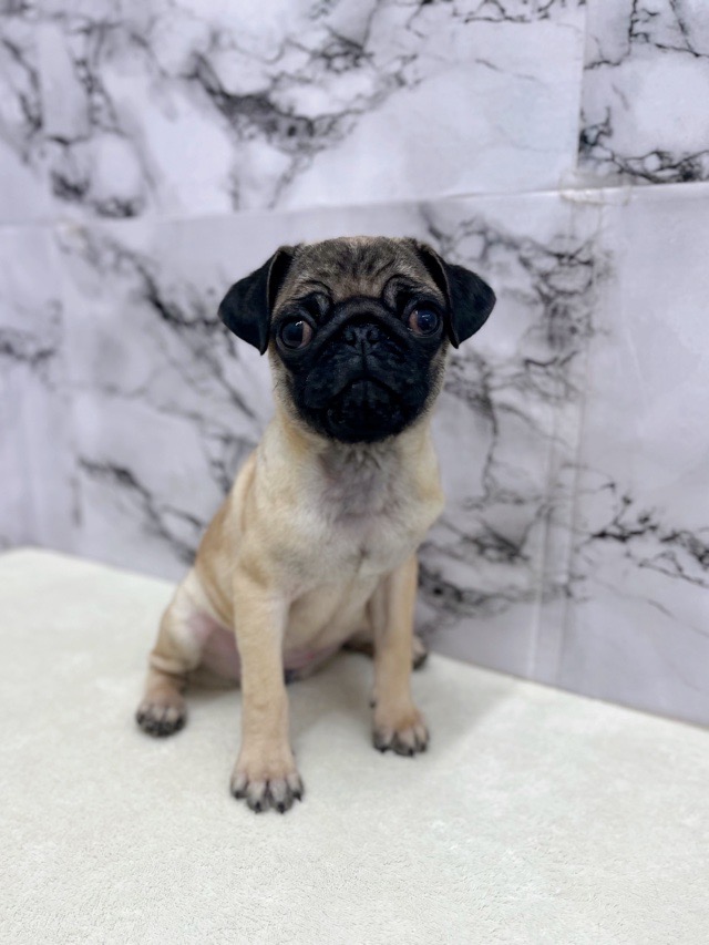 神奈川県のパグ (かねだい東戸塚店/2025年9月6日生まれ/女の子/フォーン)の子犬の2枚目の画像