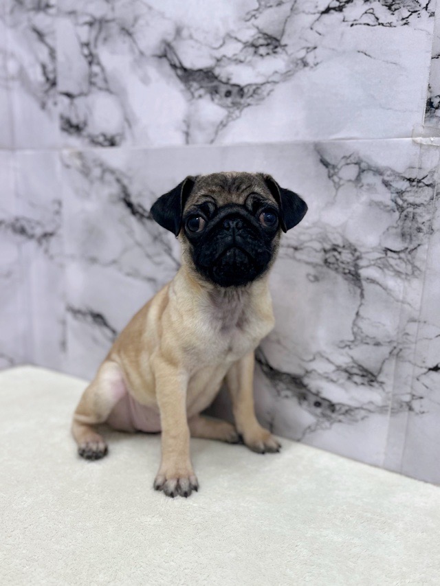 神奈川県のパグ (かねだい東戸塚店/2025年9月6日生まれ/女の子/フォーン)の子犬の3枚目の画像