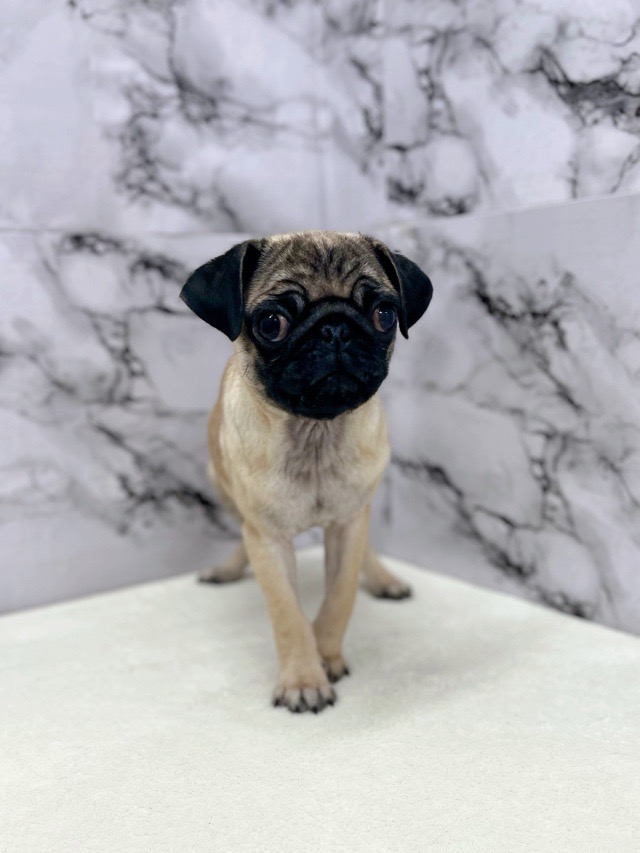 神奈川県のパグ (かねだい東戸塚店/2025年9月6日生まれ/女の子/フォーン)の子犬の4枚目の画像