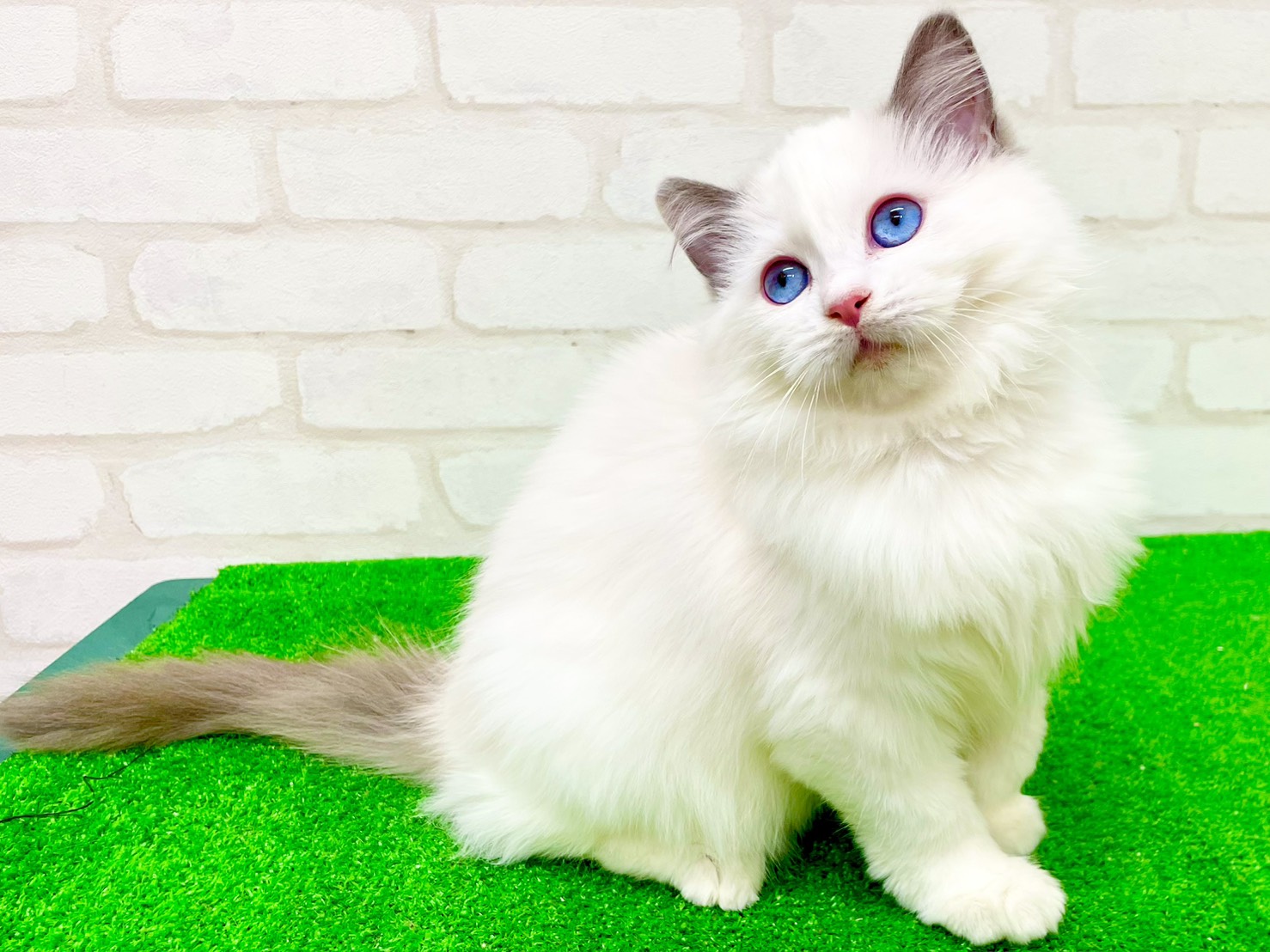 東京都のラグドール (かねだい立川店/2025年9月21日生まれ/女の子/ブルーポイントバイカラー)の子猫の1枚目の画像