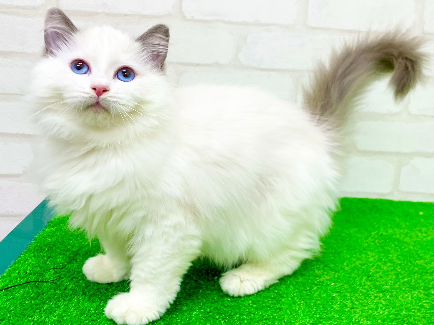 東京都のラグドール (かねだい立川店/2025年9月21日生まれ/女の子/ブルーポイントバイカラー)の子猫の3枚目の画像