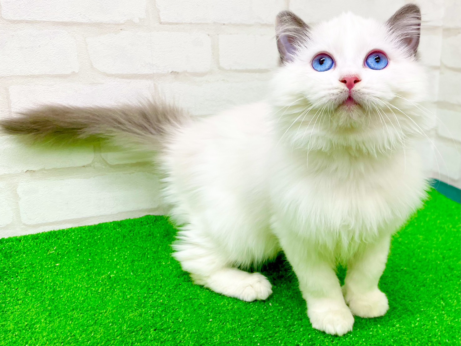 東京都のラグドール (かねだい立川店/2025年9月21日生まれ/女の子/ブルーポイントバイカラー)の子猫の4枚目の画像