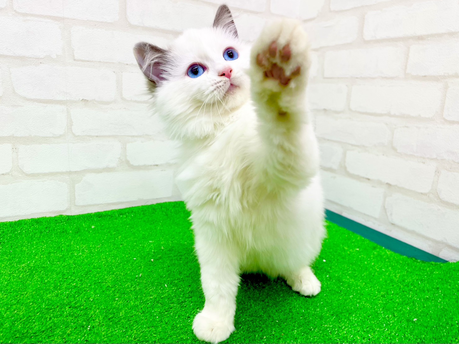 東京都のラグドール (かねだい立川店/2025年9月21日生まれ/女の子/ブルーポイントバイカラー)の子猫の2枚目の画像