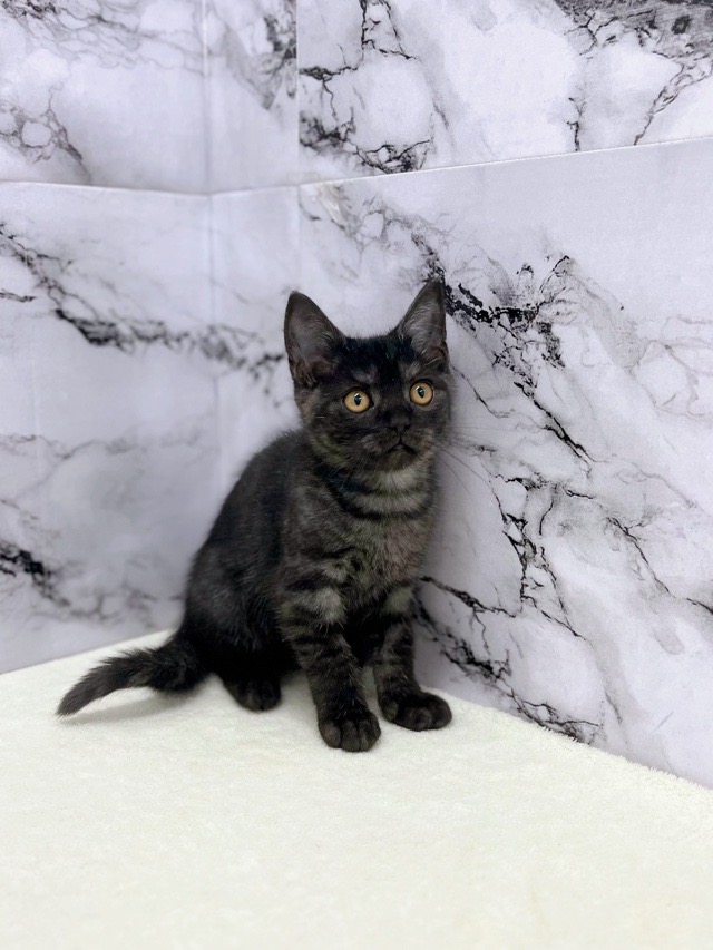 神奈川県のスコティッシュフォールド (かねだい東戸塚店/2025年9月12日生まれ/男の子/シルバータビー)の子猫の2枚目の画像