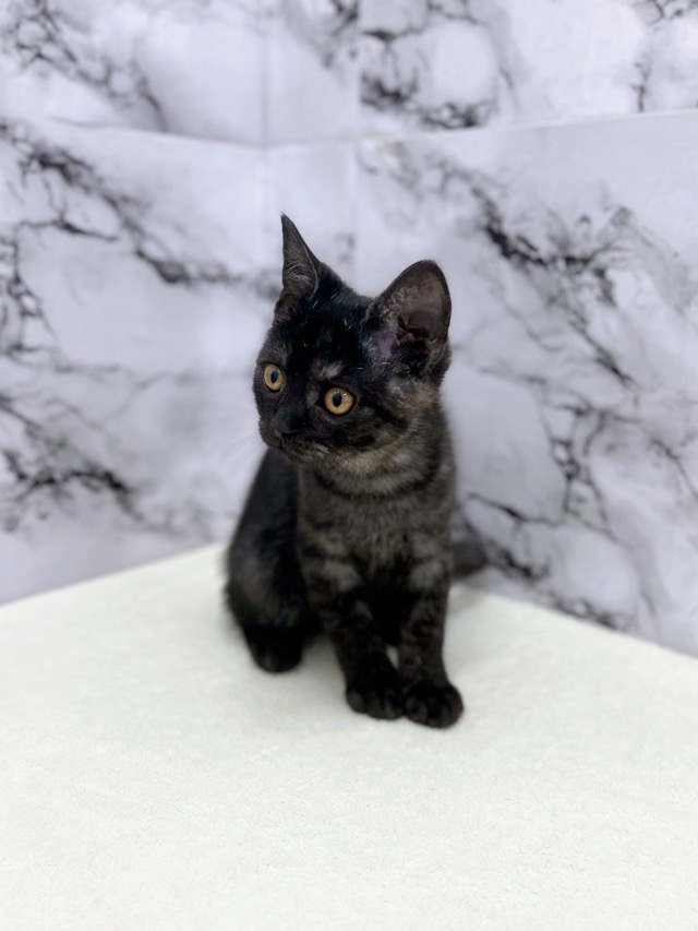 神奈川県のスコティッシュフォールド (かねだい東戸塚店/2025年9月12日生まれ/男の子/シルバータビー)の子猫の3枚目の画像