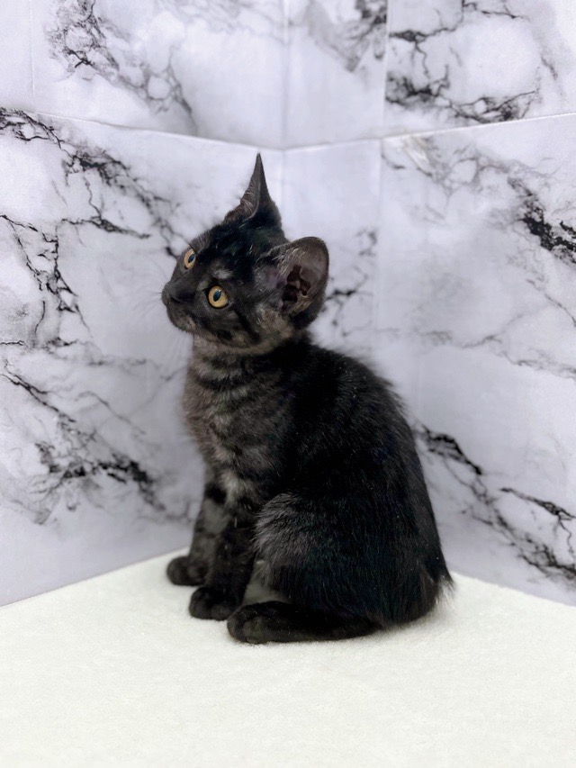 神奈川県のスコティッシュフォールド (かねだい東戸塚店/2025年9月12日生まれ/男の子/シルバータビー)の子猫の4枚目の画像