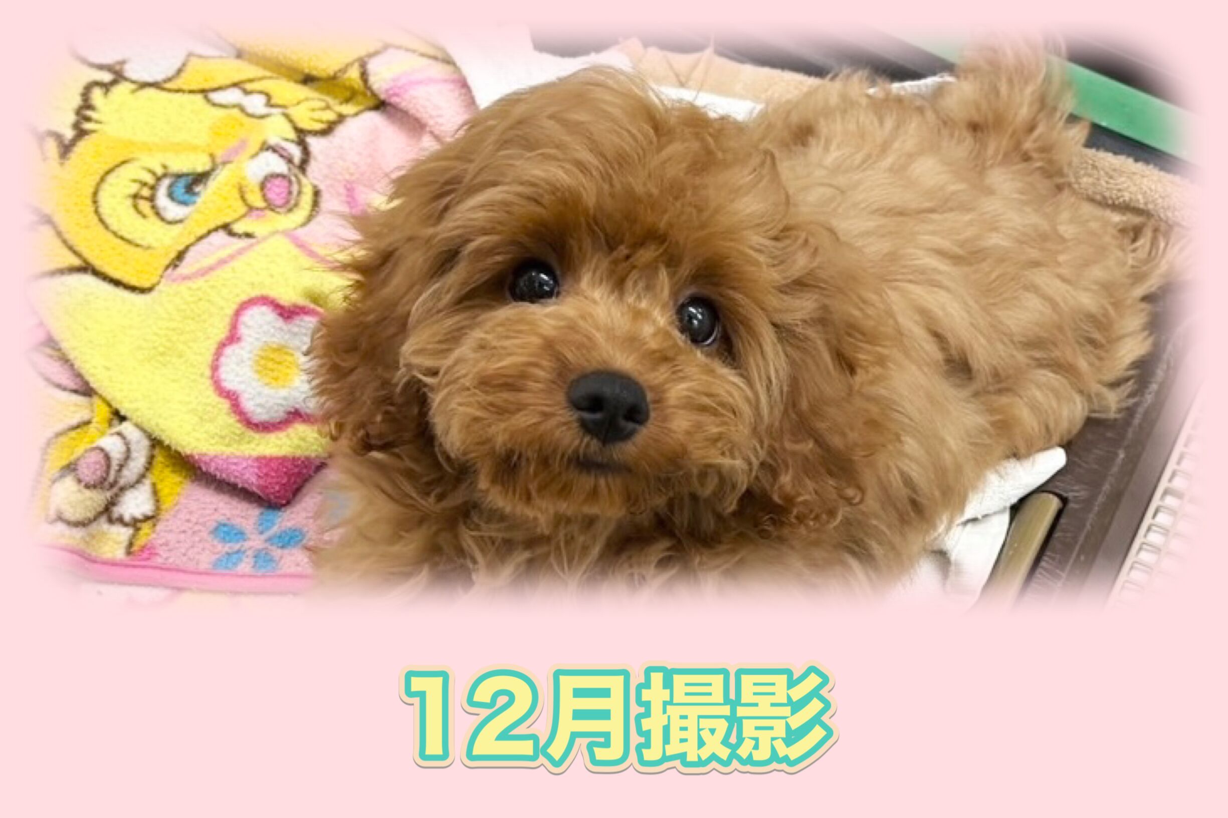 埼玉県のキャバプー(キャバリア×プードル) (かねだい桶川店/2025年8月12日生まれ/女の子/その他色)の子犬の3枚目の画像