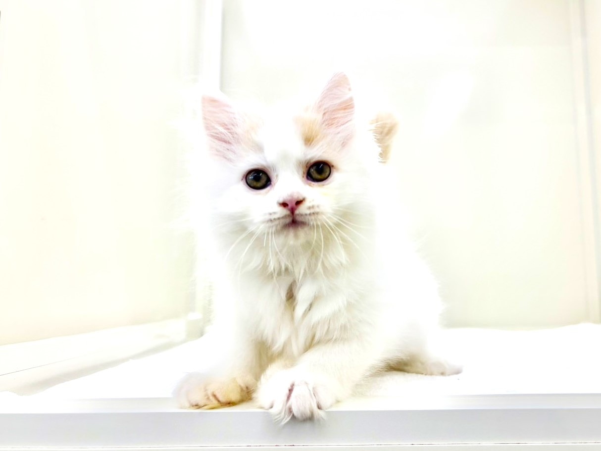 東京都のサイベリアン (かねだい本町田店/2025年10月15日生まれ/男の子/クリームホワイト)の子猫の1枚目の画像