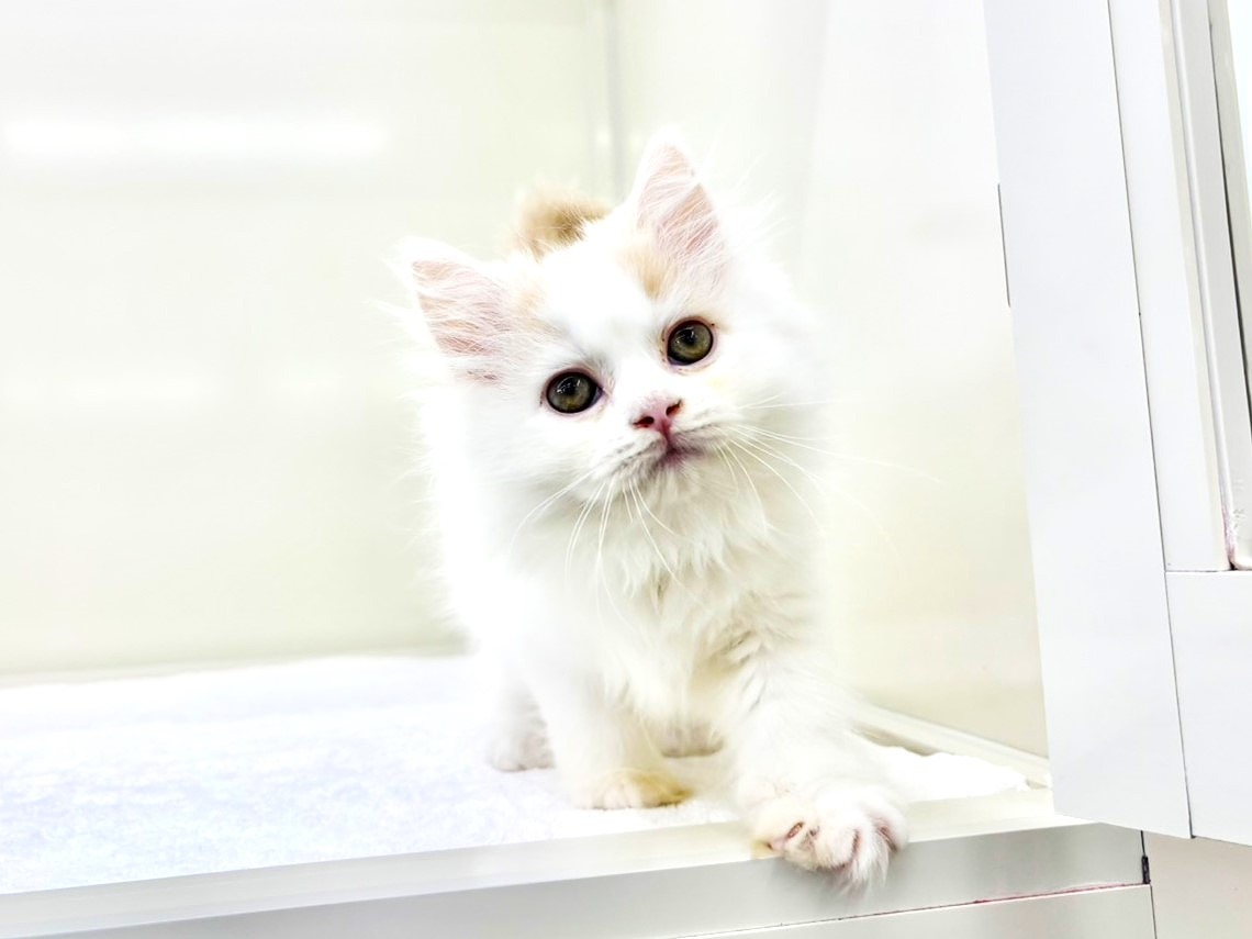 東京都のサイベリアン (かねだい本町田店/2025年10月15日生まれ/男の子/クリームホワイト)の子猫の3枚目の画像