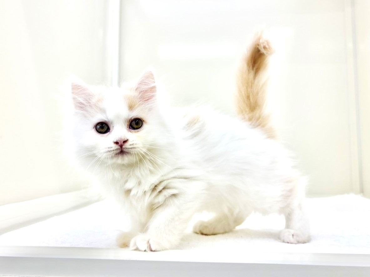 東京都のサイベリアン (かねだい本町田店/2025年10月15日生まれ/男の子/クリームホワイト)の子猫の4枚目の画像