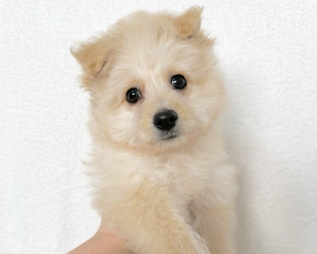 群馬県のポメプー(ポメラニアン×プードル) (かねだいペットトライアル桐生/2025年9月23日生まれ/女の子/クリーム)の子犬の2枚目の画像