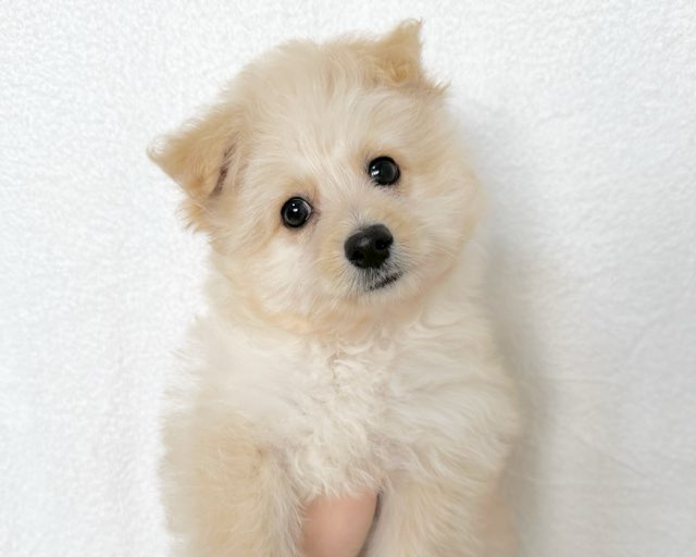 群馬県のポメプー(ポメラニアン×プードル) (かねだいペットトライアル桐生/2025年9月23日生まれ/女の子/クリーム)の子犬の1枚目の画像