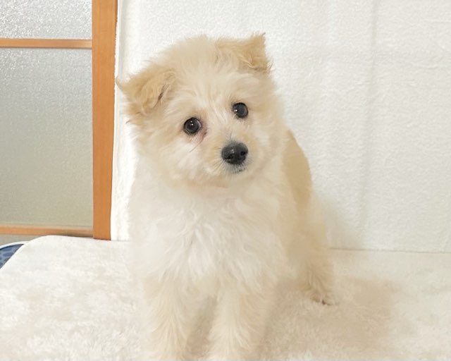 群馬県のポメプー(ポメラニアン×プードル) (かねだいペットトライアル桐生/2025年9月23日生まれ/女の子/クリーム)の子犬の3枚目の画像