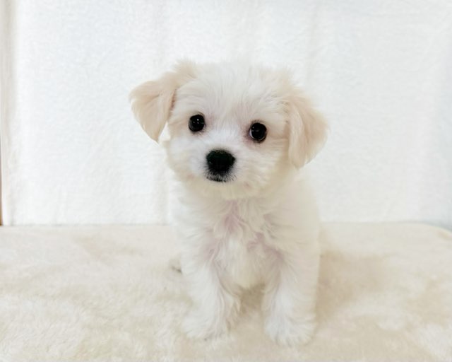 群馬県のチワワ（L）×ビションフリーゼ (かねだいペットトライアル桐生/2025年10月4日生まれ/女の子/ホワイト)の子犬の3枚目の画像