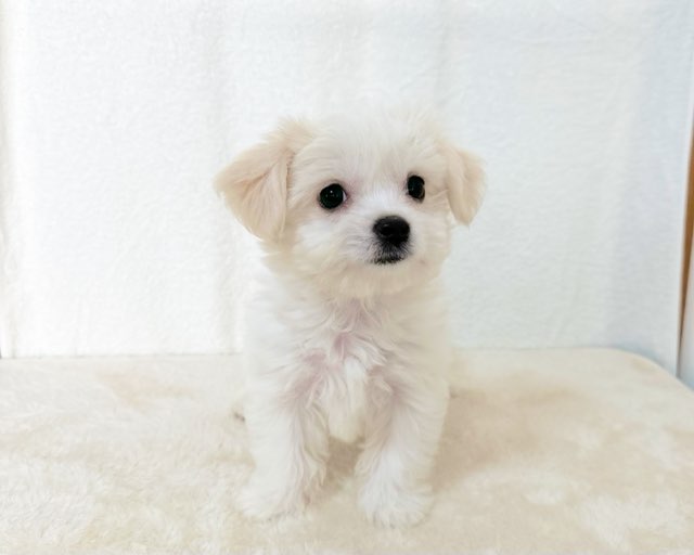群馬県のチワワ（L）×ビションフリーゼ (かねだいペットトライアル桐生/2025年10月4日生まれ/女の子/ホワイト)の子犬の4枚目の画像