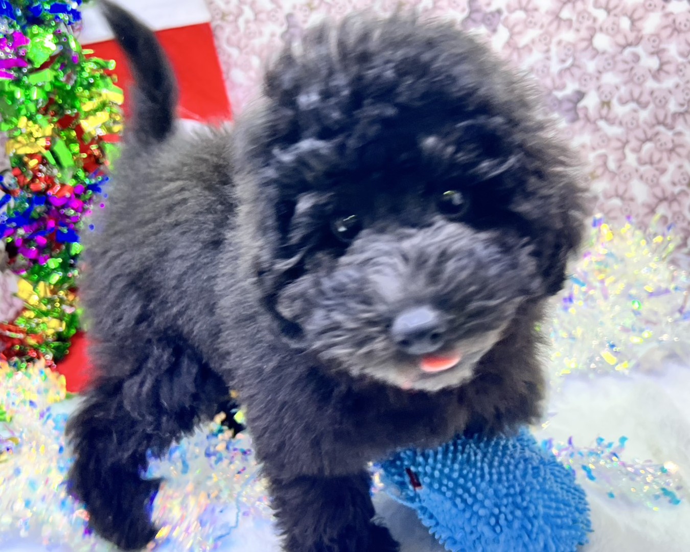 茨城県のトイプードル(トイ) (かねだいペットトライアル利根川/2025年9月5日生まれ/男の子/ブラック)の子犬の1枚目の画像