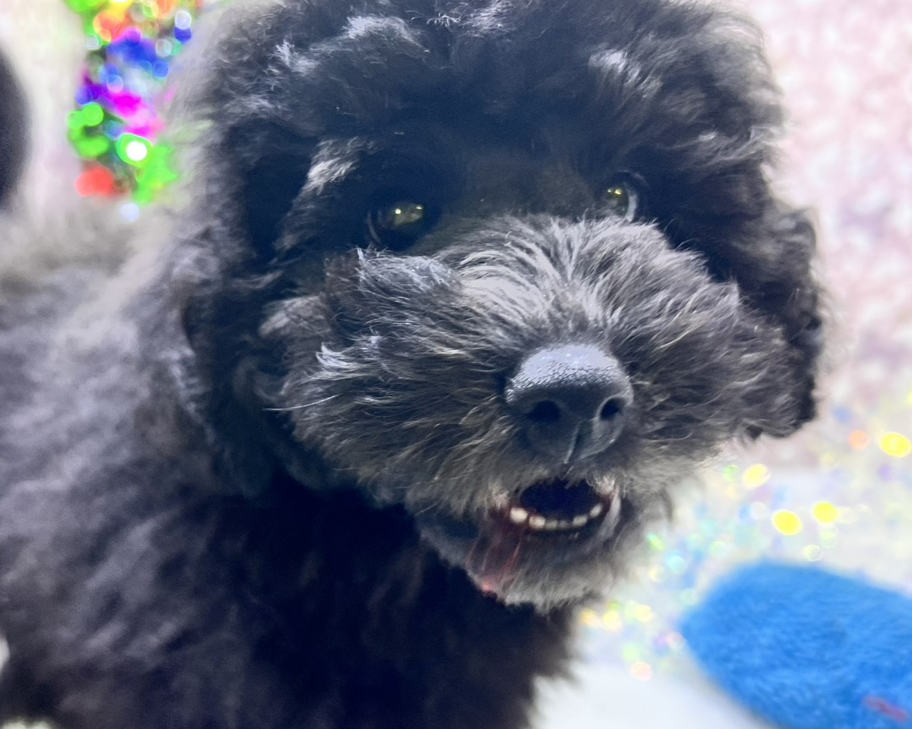 茨城県のトイプードル(トイ) (かねだいペットトライアル利根川/2025年9月5日生まれ/男の子/ブラック)の子犬の3枚目の画像