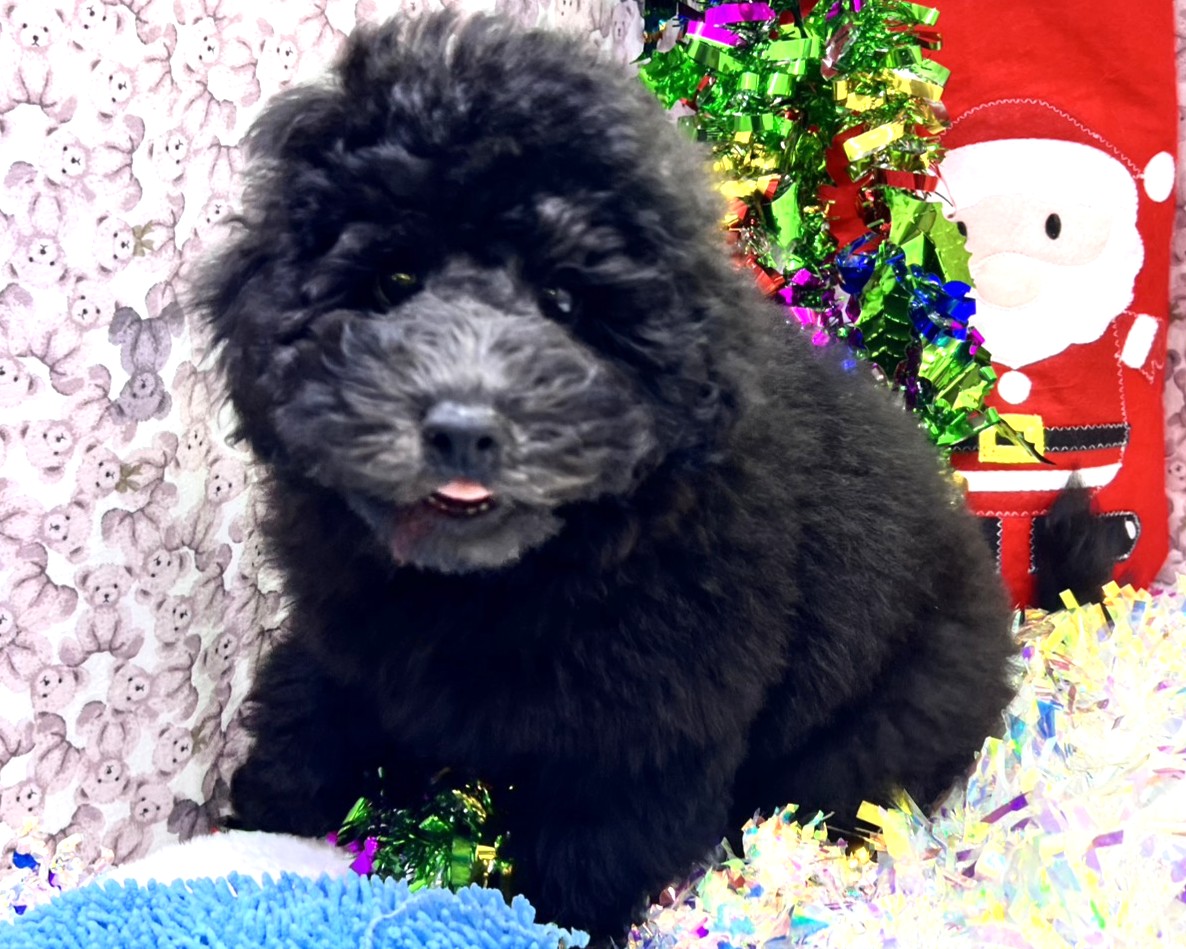 茨城県のトイプードル(トイ) (かねだいペットトライアル利根川/2025年9月5日生まれ/男の子/ブラック)の子犬の4枚目の画像