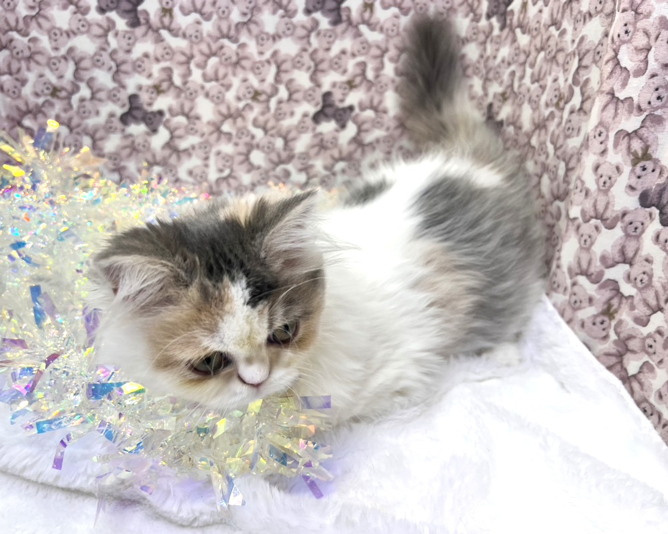 茨城県のハーフ犬・ミックス犬 (かねだいペットトライアル利根川/2025年8月12日生まれ/女の子/ダイリュートキャリコ)の子猫の2枚目の画像