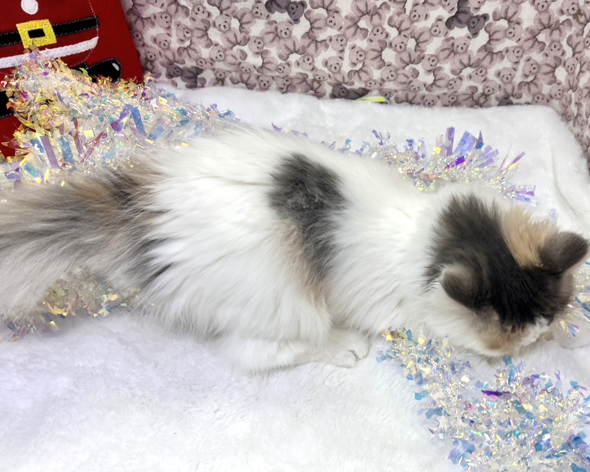 茨城県のハーフ犬・ミックス犬 (かねだいペットトライアル利根川/2025年8月12日生まれ/女の子/ダイリュートキャリコ)の子猫の4枚目の画像