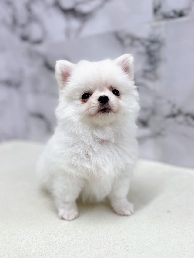 神奈川県のポメチワ/チワポメ/ポメチー(ポメラニアン×チワワ) (かねだい東戸塚店/2025年10月4日生まれ/男の子/ホワイト)の子犬の2枚目の画像