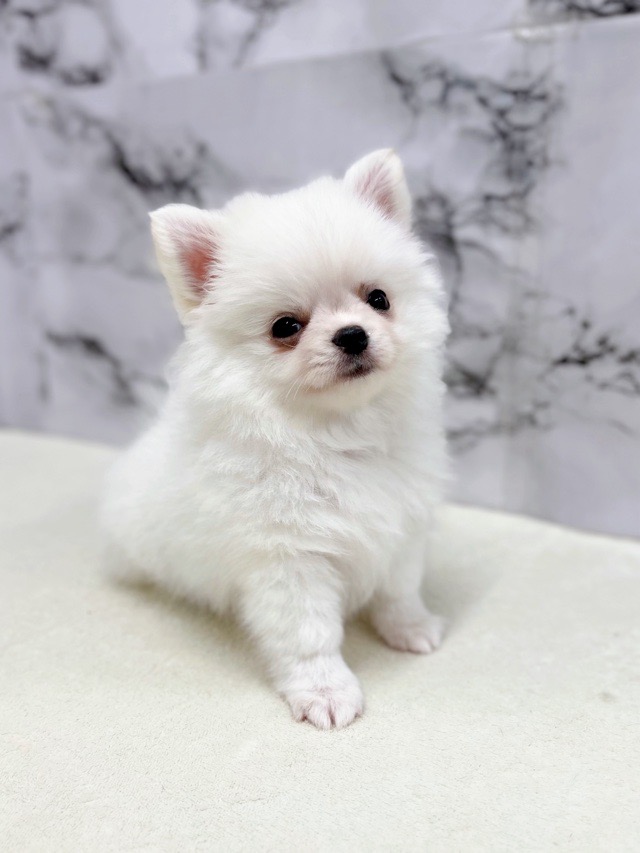 神奈川県のポメチワ/チワポメ/ポメチー(ポメラニアン×チワワ) (かねだい東戸塚店/2025年10月4日生まれ/男の子/ホワイト)の子犬の4枚目の画像