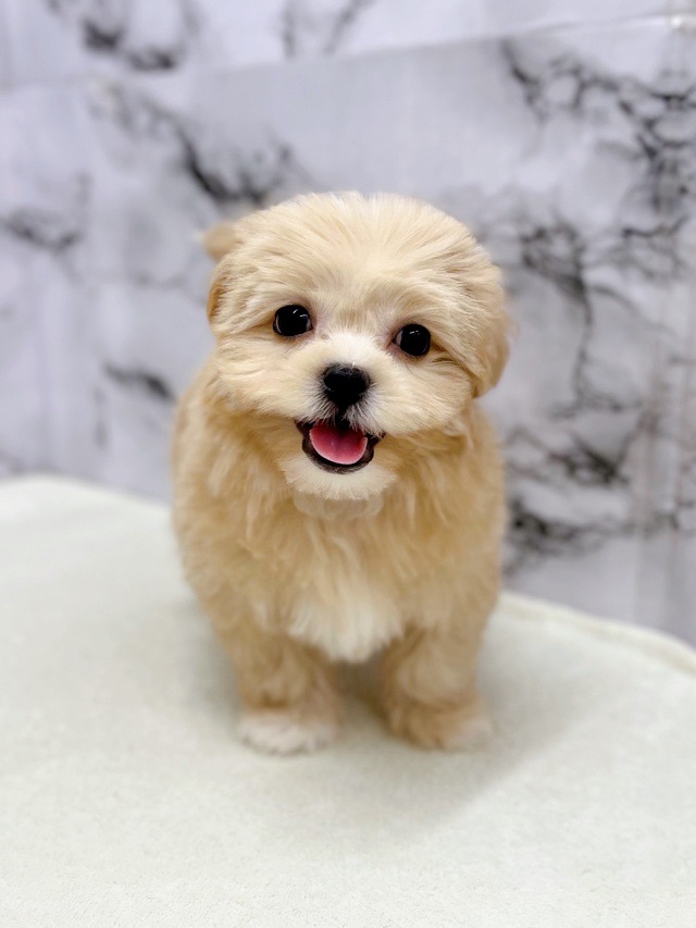 神奈川県のペキプー(ペキニーズ×プードル) (かねだい東戸塚店/2025年10月3日生まれ/女の子/アプリコット)の子犬の1枚目の画像