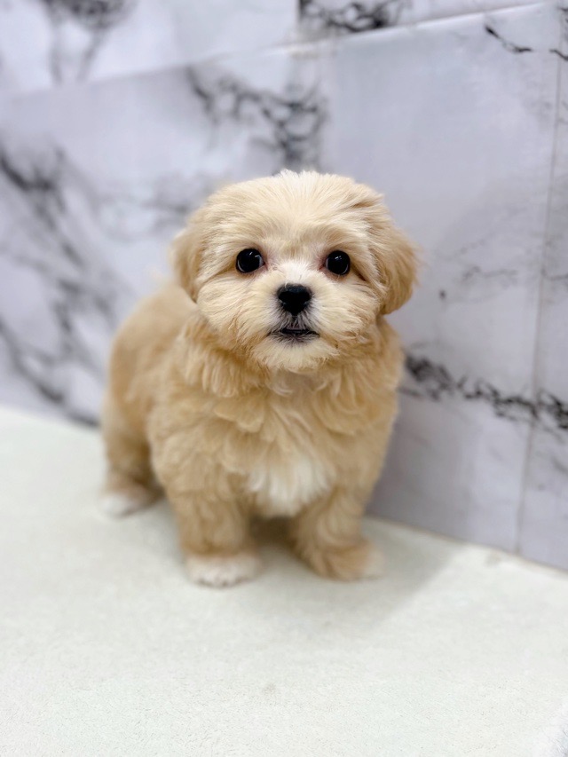 神奈川県のペキプー(ペキニーズ×プードル) (かねだい東戸塚店/2025年10月3日生まれ/女の子/アプリコット)の子犬の2枚目の画像