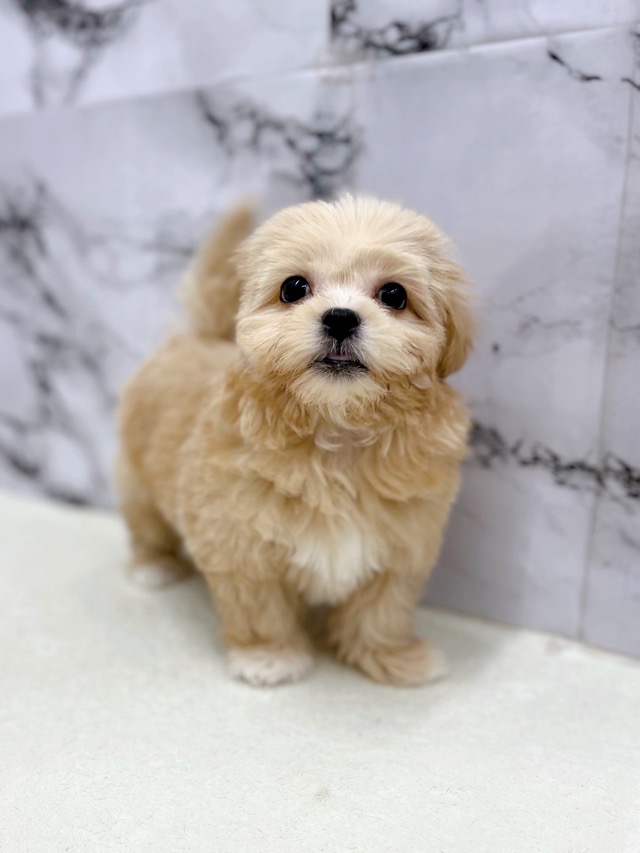神奈川県のペキプー(ペキニーズ×プードル) (かねだい東戸塚店/2025年10月3日生まれ/女の子/アプリコット)の子犬の3枚目の画像